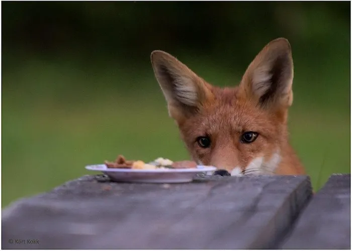 Дом отдыха Veskikivi Maebe